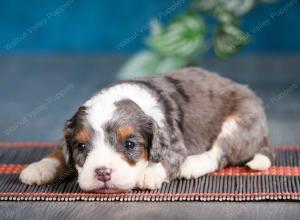 Blue merle female mini bernedoodle near Chicago Illinois