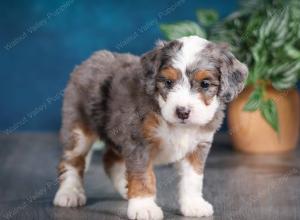 Blue merle female mini bernedoodle near Chicago Illinois