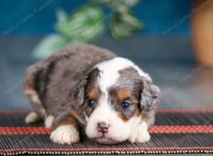 Blue merle female mini bernedoodle near Chicago Illinois