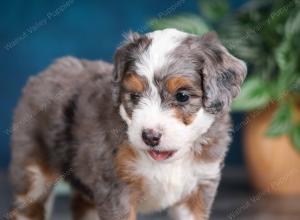 Blue merle female mini bernedoodle near Chicago Illinois