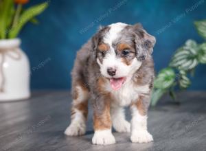 Blue merle female mini bernedoodle near Chicago Illinois