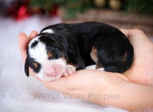 tri-colored mini bernedoodle near Chicago Illinois