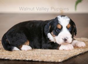 tri-colored mini bernedoodle near Chicago Illinois