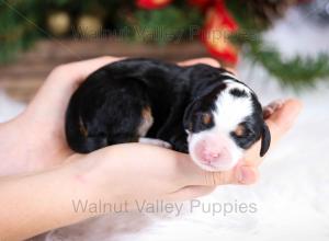 tri-colored mini bernedoodle near Chicago Illinois