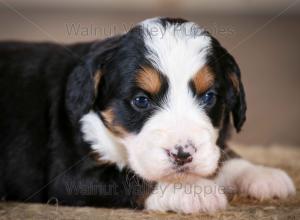 tri-colored mini bernedoodle near Chicago Illinois