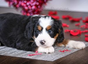 tri-colored mini bernedoodle near Chicago Illinois