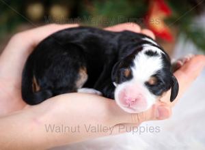 tri-colored mini bernedoodle near Chicago Illinois