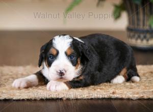 tri-colored mini bernedoodle near Chicago Illinois