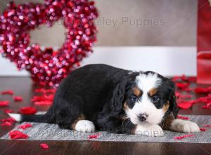 tri-colored mini bernedoodle near Chicago Illinois