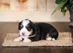 tri-colored mini bernedoodle near Chicago Illinois