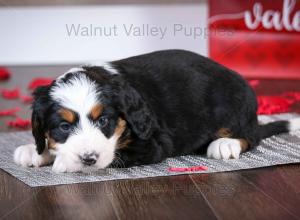 tri-colored mini bernedoodle near Chicago Illinois