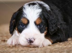 tri-colored mini bernedoodle near Chicago Illinois