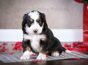 tri-colored mini bernedoodle near Chicago Illinois