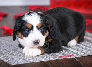 tri-colored mini bernedoodle near Chicago Illinois