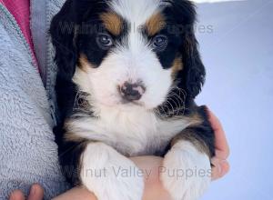 tri-colored mini bernedoodle near Chicago Illinois