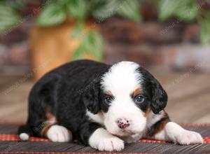 female mini bernedoodle near Chicago Illinois