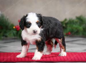 female mini bernedoodle near Chicago Illinois