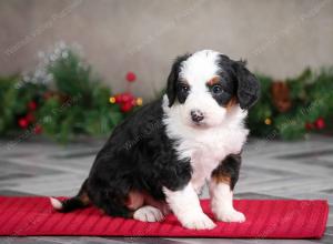 female mini bernedoodle near Chicago Illinois