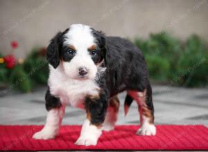 female mini bernedoodle near Chicago Illinois