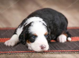 female mini bernedoodle near Chicago Illinois