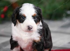 female mini bernedoodle near Chicago Illinois