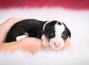 tri-colored female mini bernedoodle near Chicago Illinois