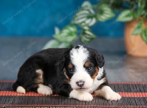 tri-colored female mini bernedoodle near Chicago Illinois