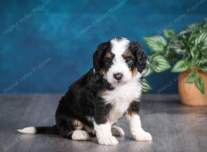 tri-colored female mini bernedoodle near Chicago Illinois