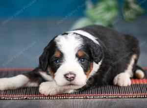 tri-colored female mini bernedoodle near Chicago Illinois