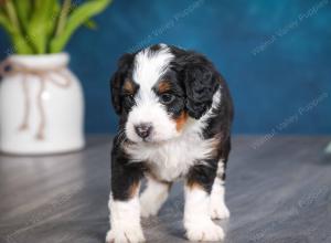 tri-colored female mini bernedoodle near Chicago Illinois