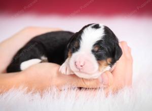 tri-colored female mini bernedoodle near Chicago Illinois