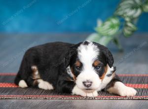 tri-colored female mini bernedoodle near Chicago Illinois