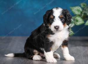 tri-colored female mini bernedoodle near Chicago Illinois