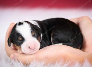 tri-colored female mini bernedoodle near Chicago Illinois