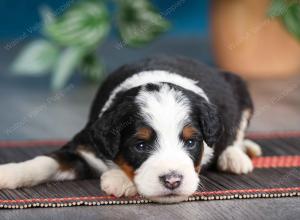 tri-colored female mini bernedoodle near Chicago Illinois