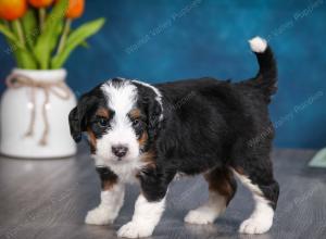 tri-colored female mini bernedoodle near Chicago Illinois