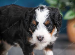 tri-colored female mini bernedoodle near Chicago Illinois