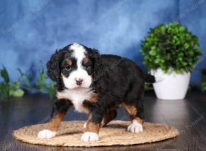 tri-colored mini bernedoodle near Chicago Illinois