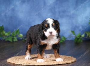 tri-colored mini bernedoodle near Chicago Illinois