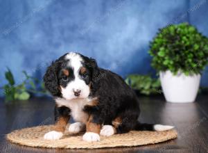 tri-colored mini bernedoodle near Chicago Illinois