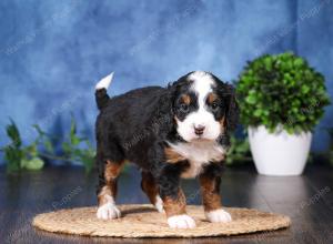 tri-colored mini bernedoodle near Chicago Illinois