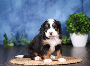 tri-colored mini bernedoodle near Chicago Illinois