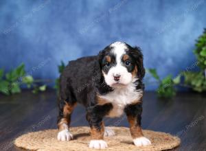 tri-colored mini bernedoodle near Chicago Illinois