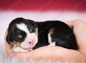 tri-colored female mini bernedoodle near Chicago Illinois