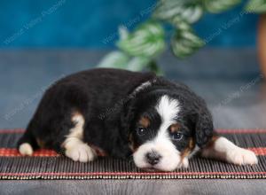 tri-colored female mini bernedoodle near Chicago Illinois