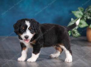 tri-colored female mini bernedoodle near Chicago Illinois