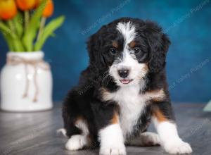 tri-colored female mini bernedoodle near Chicago Illinois