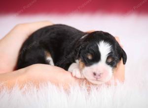 tri-colored female mini bernedoodle near Chicago Illinois