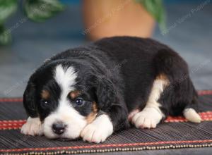 tri-colored female mini bernedoodle near Chicago Illinois