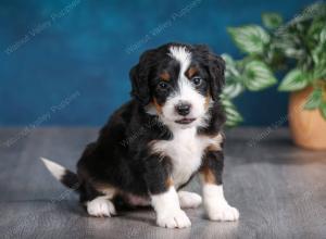 tri-colored female mini bernedoodle near Chicago Illinois